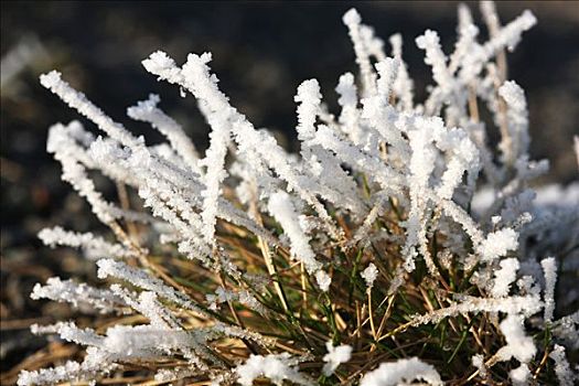 霜冻,植物,冬天,德国,欧洲