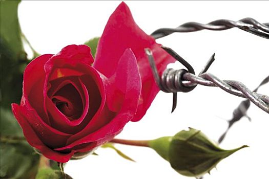 喜爱,红玫瑰,困住,刺铁丝网