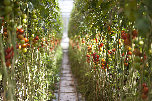 排,番茄植物,温室