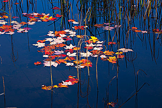 秋叶,反射,海狸塘,西部,魁北克,加拿大