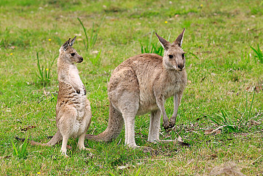 大灰袋鼠,灰袋鼠,成年,女性,幼兽,国家公园,新南威尔士,澳大利亚,大洋洲