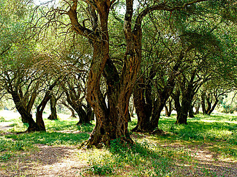希腊,科孚岛,橄榄林