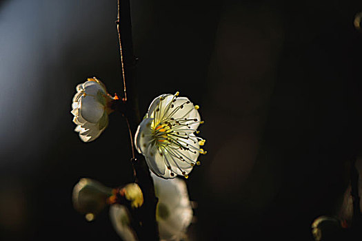 梅花