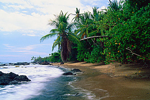 哥斯达黎加,丛林,太平洋