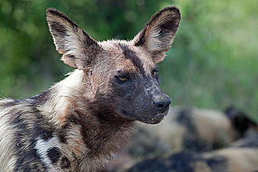 非洲野狗,非洲,涂绘,狗,非洲野犬属,头像,克鲁格国家公园,南非