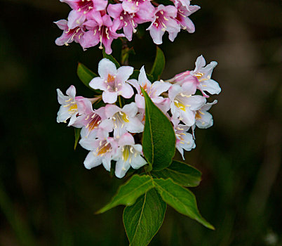 立夏,锦带花开