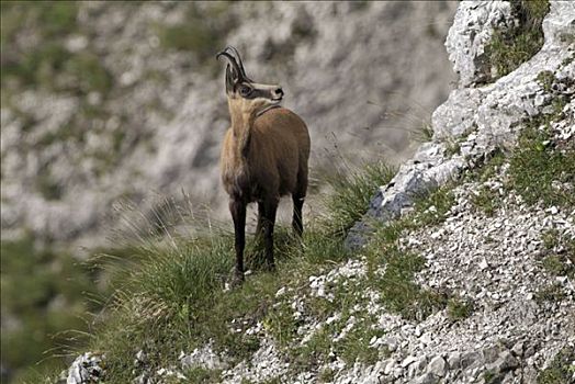 岩羚羊,臆羚,提洛尔,奥地利,欧洲