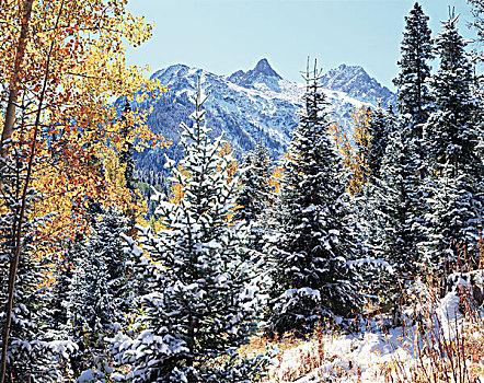 科罗拉多,圣胡安山,第一,雪,秋色,白杨,山杨,树林,仰视,雪山,大幅,尺寸