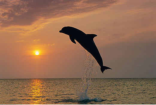 海豚,跳跃,洪都拉斯