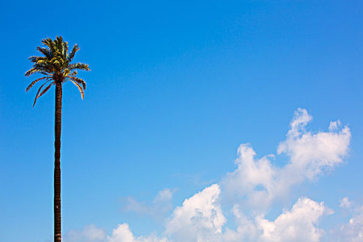 孤单,棕榈树,加利福尼亚,风格,蓝色背景