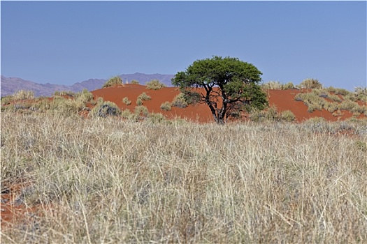 纳米比沙漠,自然保护区