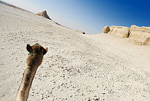 阿拉伯骆驼,单峰骆驼,跋涉,达赫拉,绿洲,利比亚沙漠,西部,埃及,非洲