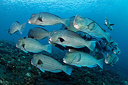 鱼群,高处,珊瑚礁,靠近,图兰奔,巴厘岛,印度尼西亚,太平洋,水下