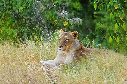 雌狮,狮子,休息,树林,禁猎区,南非