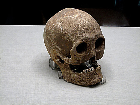 西安秦兵马俑博物馆内展示的随兵马俑出土的秦人颅骨