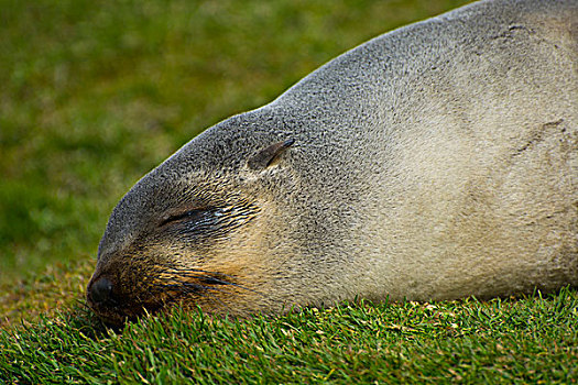 南乔治亚,南极软毛海豹,毛海狮,睡觉