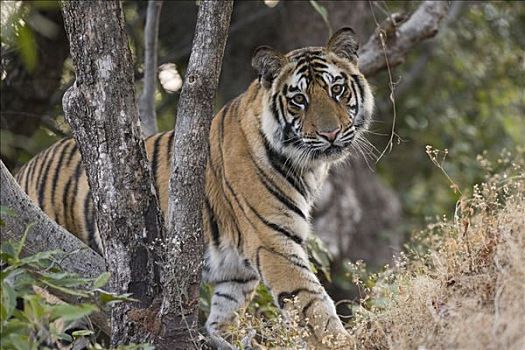 孟加拉虎,虎,幼小,班德哈维夫国家公园,中央邦,印度
