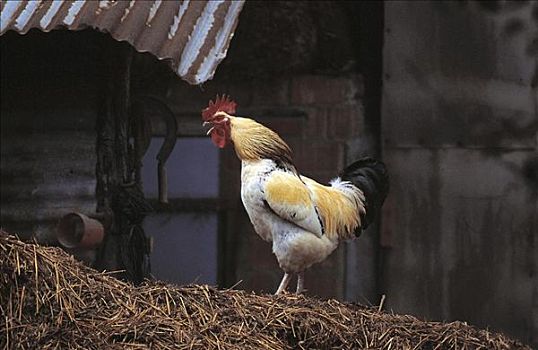 鸟叫,公鸡,肥料,堆积,鸡,阿尔萨斯,法国,欧洲,宠物