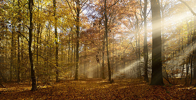 阳光,晨雾,落叶林,秋天,树林,萨克森安哈尔特,德国