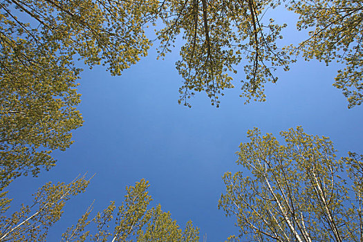 树冠绿叶蓝天背景素材