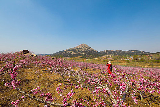 花开春天里