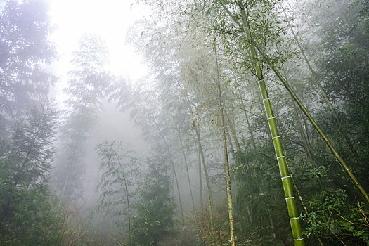 湿,树,雾气,雨林,区域