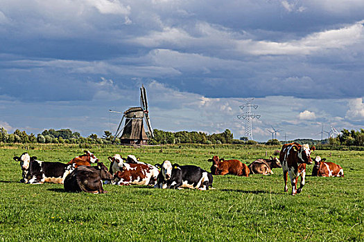 母牛,草场,下萨克森,德国