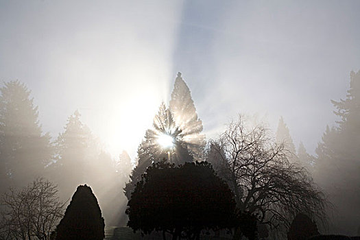 树,雾,威拉梅特谷,俄勒冈,美国