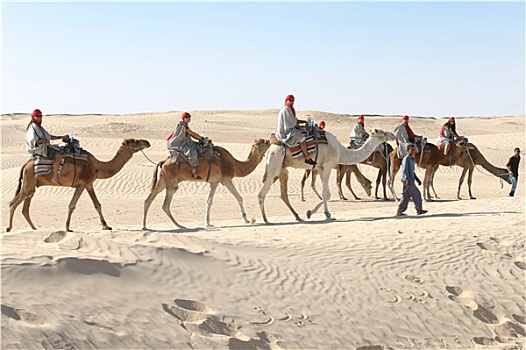 旅游,骆驼,排列