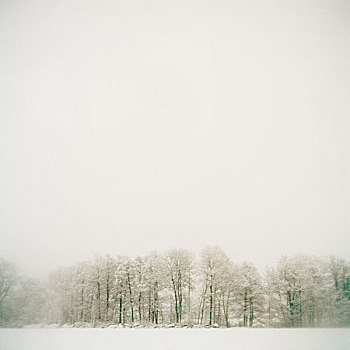风景,树,遮盖,白色,雪,天空,瑞典