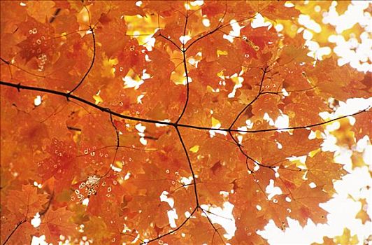 橙色,秋天,色彩,糖枫,叶子,糖槭,国家公园,魁北克,东方,加拿大