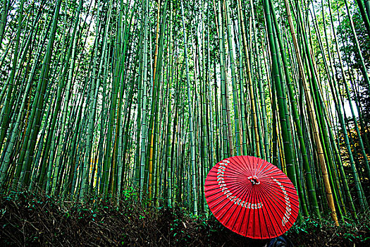 红色,伞,地上,靠近,竹林