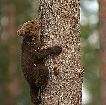 褐色,熊,幼兽,攀登,树,卡瑞里亚,芬兰,欧洲