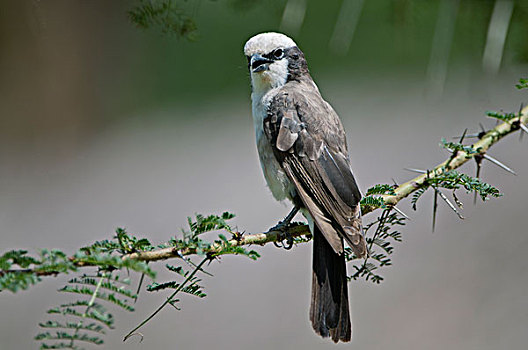 伯劳鸟,莱瓦野生动物保护区,肯尼亚