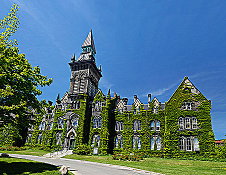 多伦多大学,建筑,遮盖,常春藤,维多利亚时代风格,多伦多,安大略省,加拿大