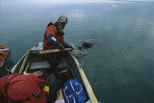 髯海豹,俘获,幼仔,母亲,研究人员,斯瓦尔巴特群岛,挪威
