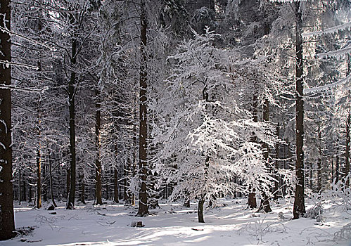 冬日树林,矿,山,萨克森,德国,欧洲
