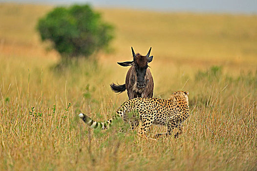 印度豹,猎豹,角马,对抗,相互,草地,马赛马拉,肯尼亚,非洲