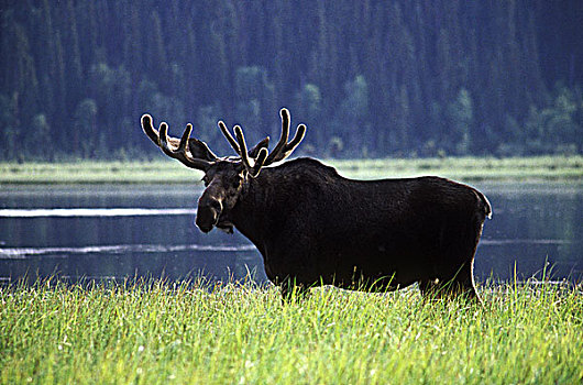 驼鹿,鲍伦湖,公园,卡里布,区域,不列颠哥伦比亚省,加拿大
