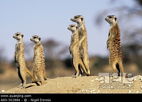 猫鼬,沼狸,细尾獴属,看,食肉动物,卡拉哈迪大羚羊国家公园,卡拉哈里沙漠,南非