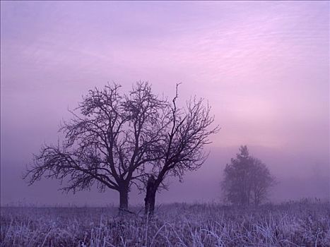 霜,黎明,靠近,乡村,波希米亚风格,树林,国家公园,波希米亚,捷克共和国,欧洲