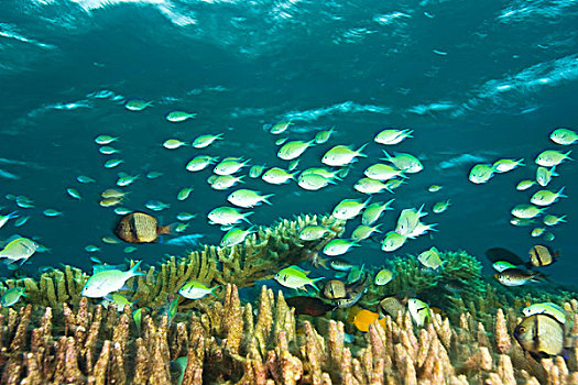 鱼,深潜,群岛,海洋,保存,南,苏拉威西岛,印度尼西亚,亚洲