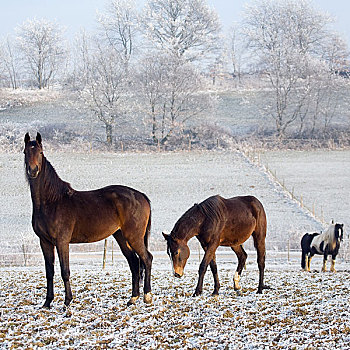 三个,马,冬季风景
