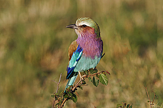 紫胸佛法僧鸟,马赛马拉,肯尼亚
