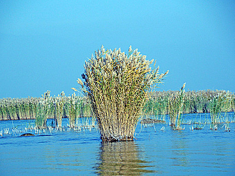 沙湖,湖,芦苇