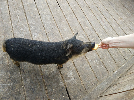 进食,黑色,猪