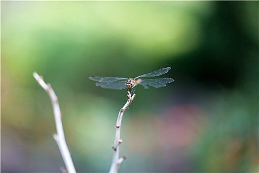 蜻蜓,枝头,树林