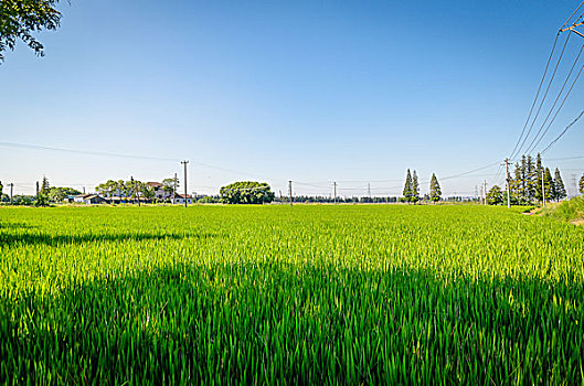 田野