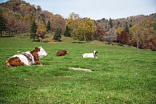 牛在草甸上
