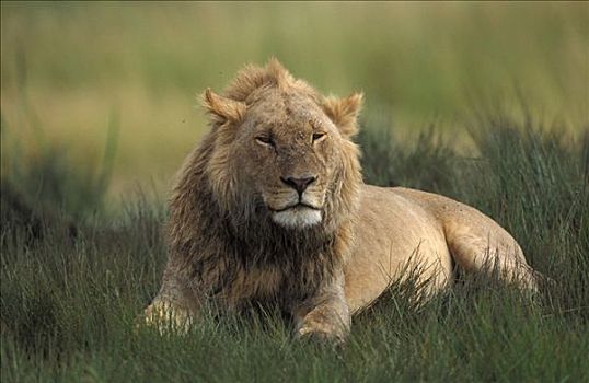 狮子,雄性,马赛马拉,肯尼亚,非洲